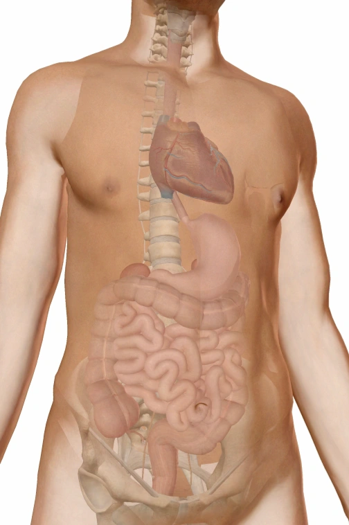 Illustration des organes Illustration des organes