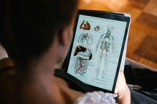 Anatomie Image d'illustration d'un support de cours