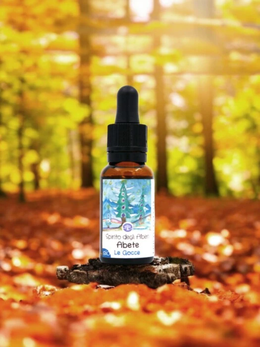 Rencontre avec l'Esprit des Arbres